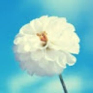 Meet your Posher, Bobbie